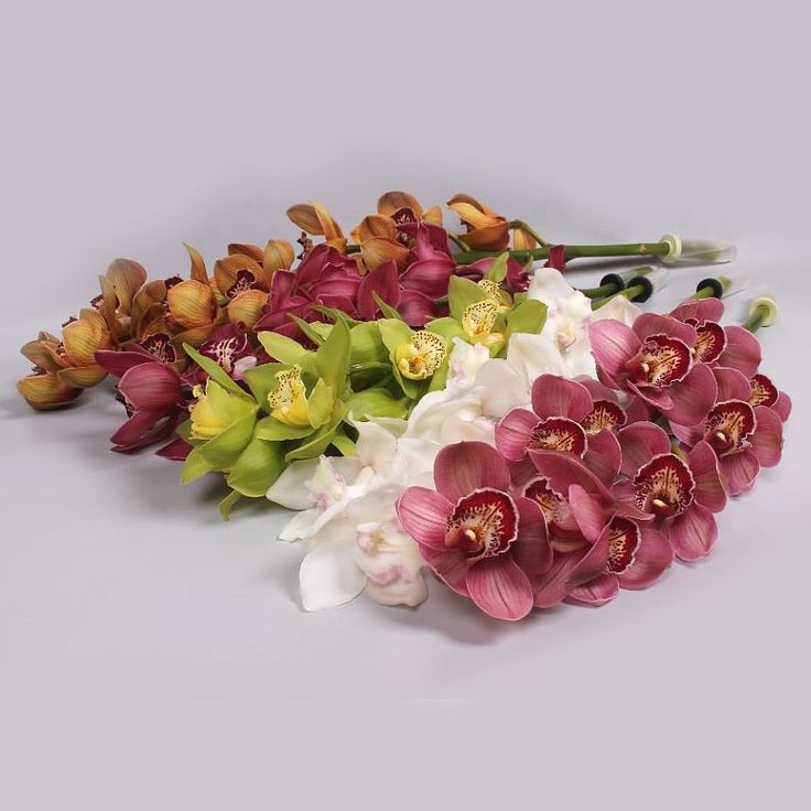 Cymbidium Orchids - Beautiful long stems and super long lasting